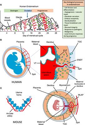 How Do Uterine Natural Killer and Innate Lymphoid Cells Contribute to Successful Pregnancy?